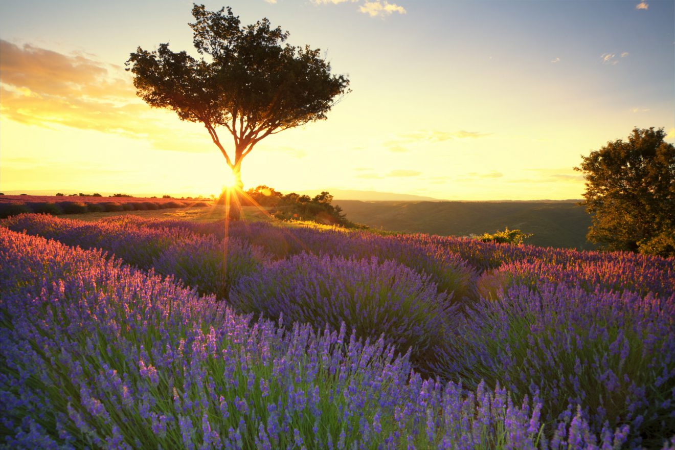 Provence Gardoise