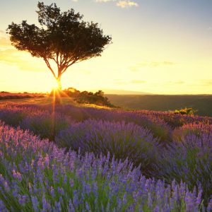 Provence Gardoise