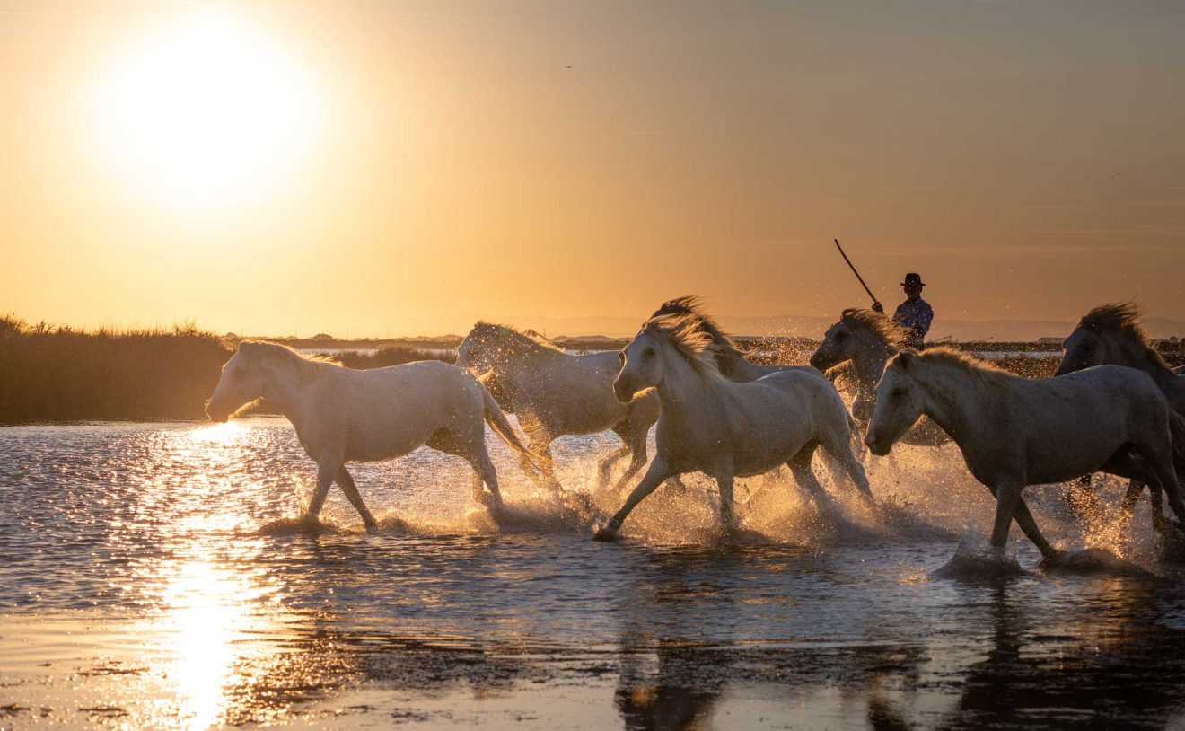 Chevaux de Camargue