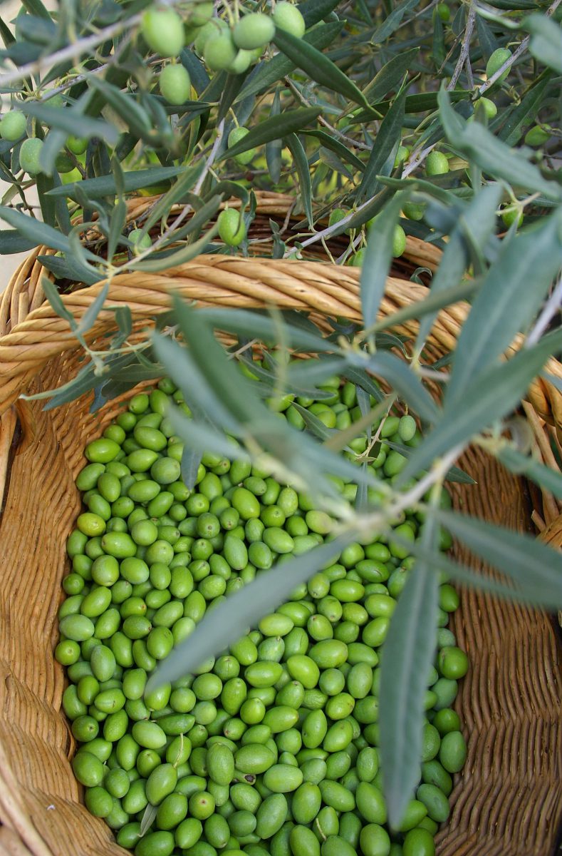 Olive picholine