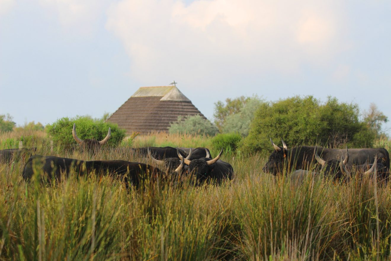 Taureaux de Camargue