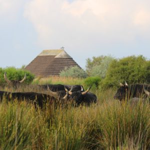 Taureaux de Camargue