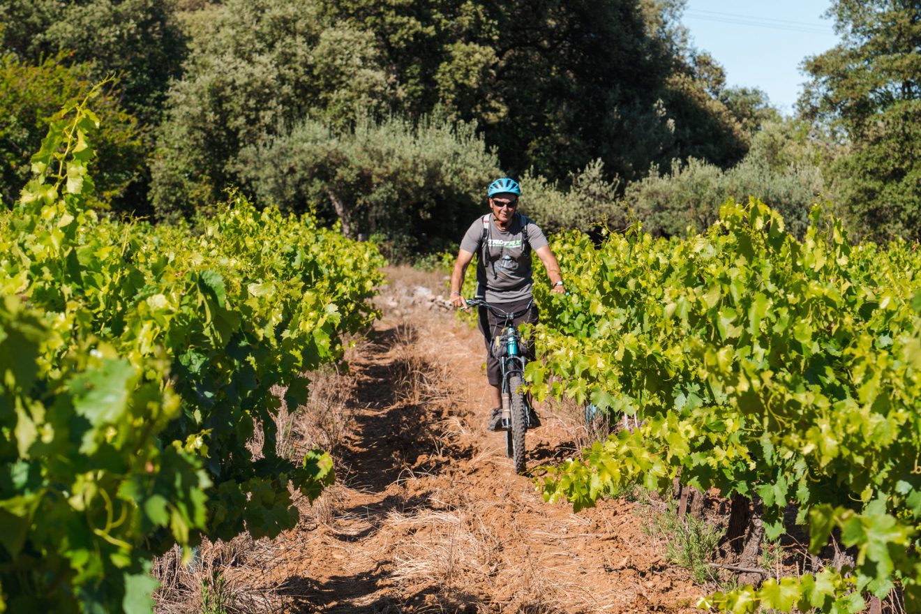Vélo dans les vignes en Cévennes