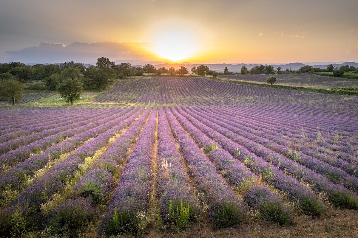 Champs de lavande