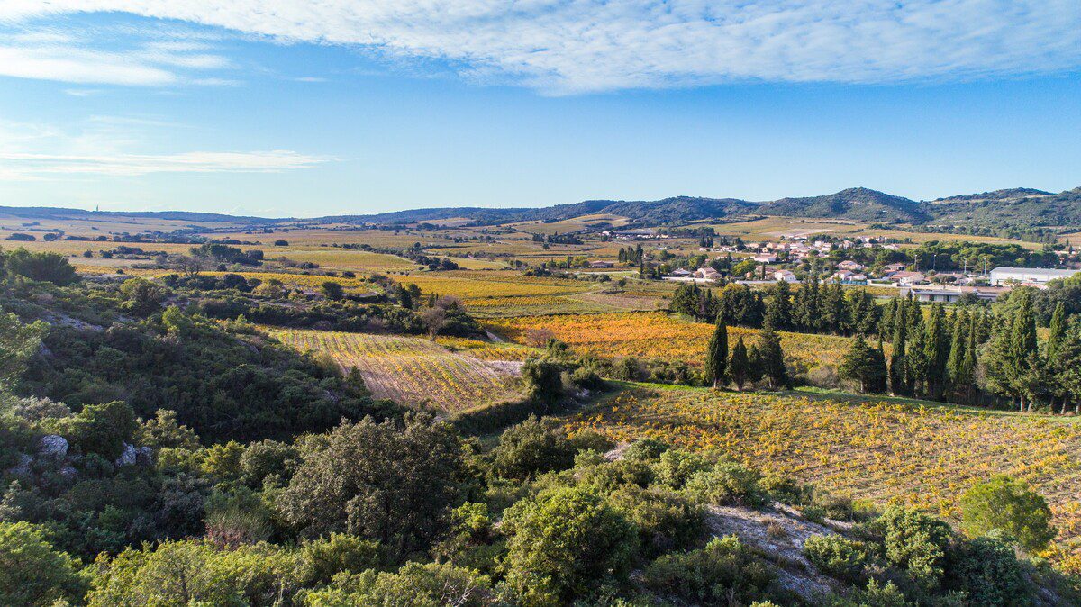 Vignoble des cotes du rhone