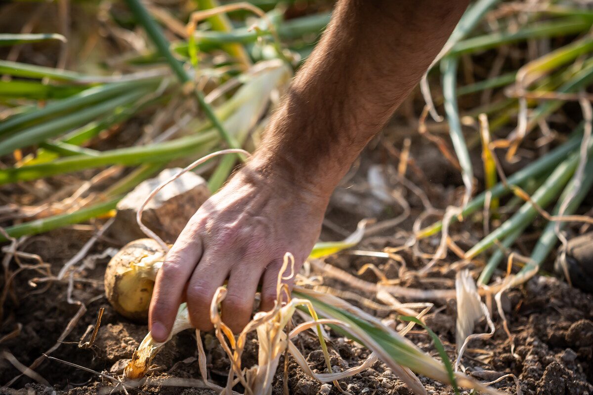 Au pays de l'oignon doux cevennes