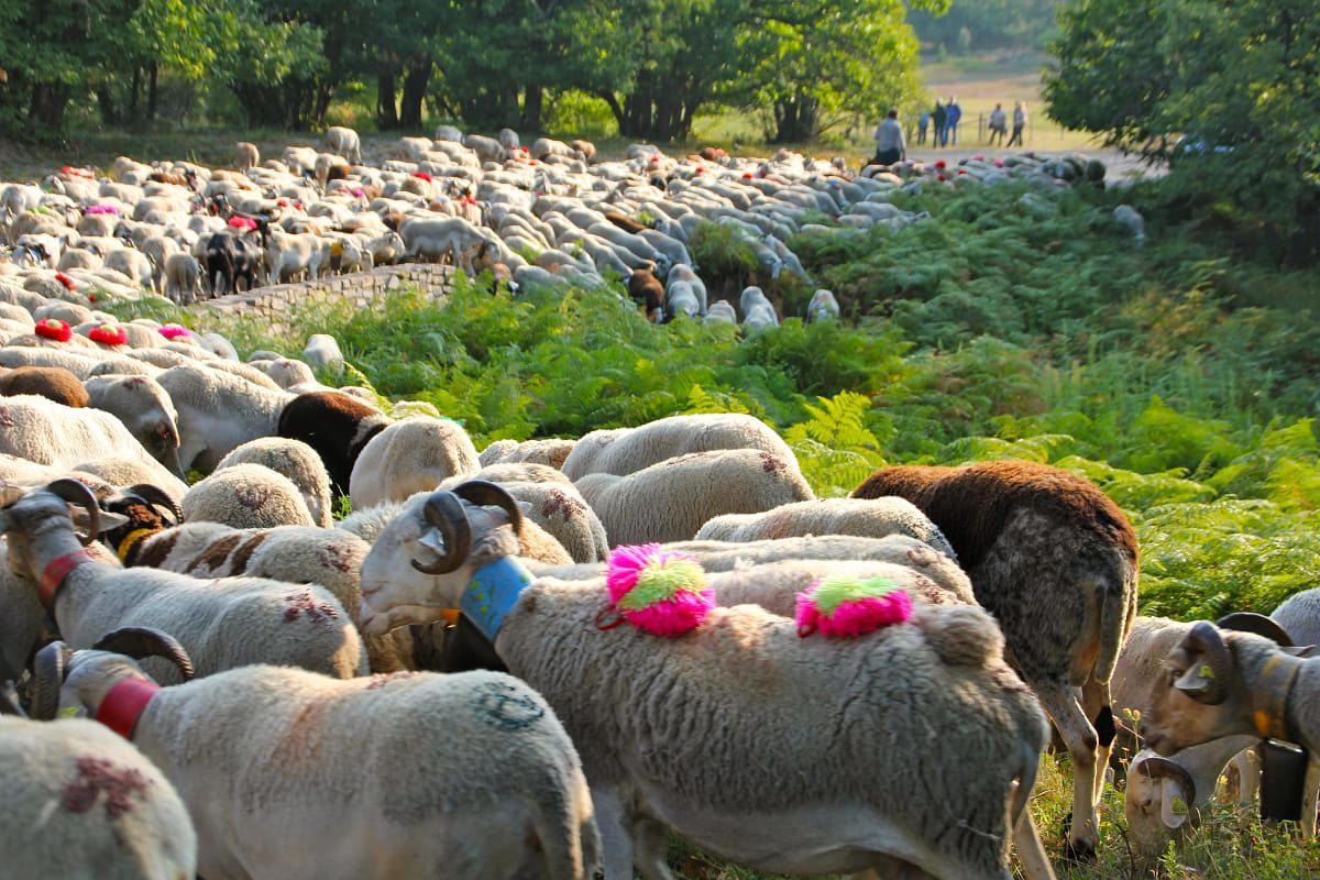 Transhumance en cevennes